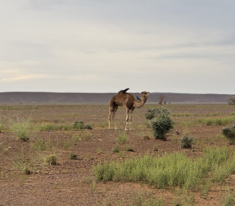 71C677EB-8E7D-4D34-B298-498E2C1CA2D1_1_102_a