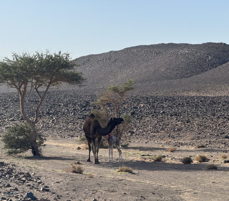 C276B674-181C-4432-9FF7-83AD33DC2616_1_102_o