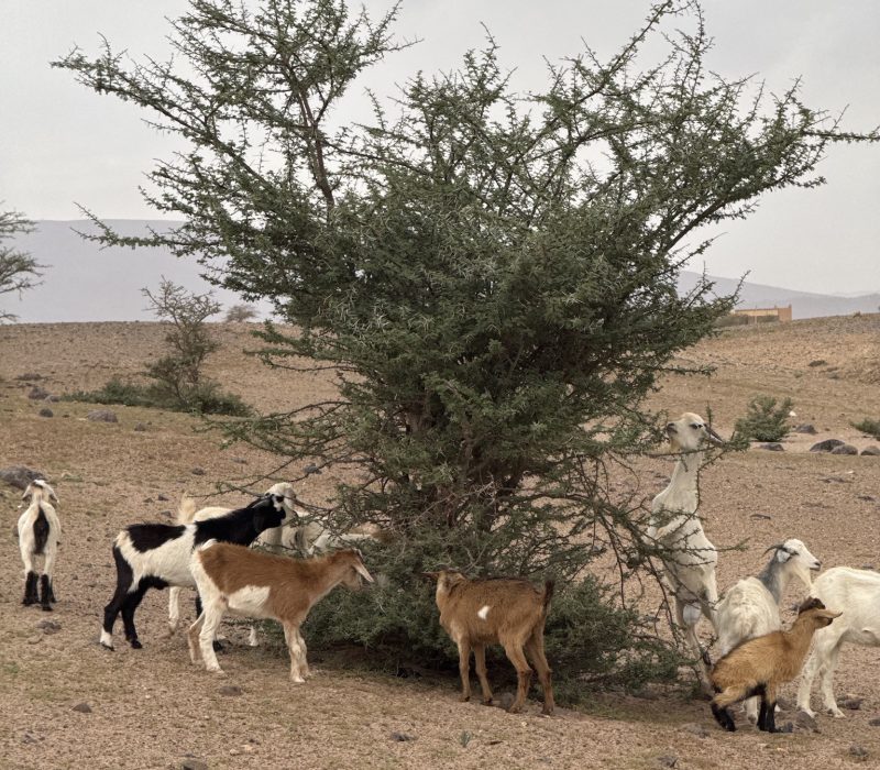 D514A58E-A193-4F21-A6E0-80AC65B83FBB_1_102_o