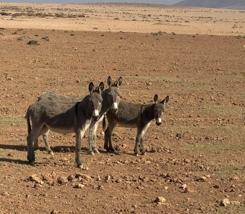 DEBA2FAA-138B-4128-8625-AA1FCDC950C1_1_102_o